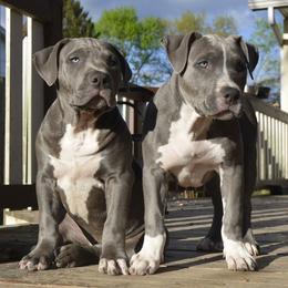 American Bully Puppies from Nitro’s Bullies