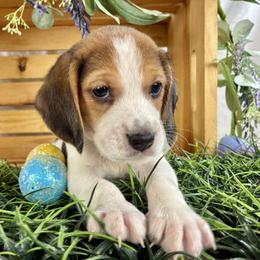 Walt - Black tan and white male Beagle puppy in Katy, Texas from Houston’s Howlin’ Hounds
