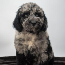 Birdie merle boy - Merle male Goldendoodle puppy in Lafayette, Alabama from Sweethaven Kennels
