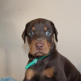 Dark Green Boy - Doberman Pinscher puppy from GFDutton Retrievers & Dalla Grazia Dobermans