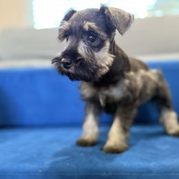 Abbi - Salt and pepper female Miniature Schnauzer puppy in La Mirada, California from SchnauzersRus