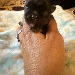 Bourbon - Black and tan female Chihuahua puppy in Beaumont, Texas from Anastasia’s Tiny Pupps