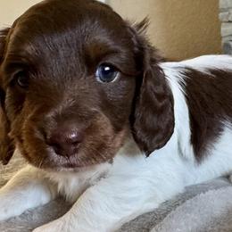 Duke - Piebald male Dachshund puppy in Weldona, Colorado from JV’s Dachshunds & Creams