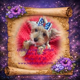 Gabby Grace - Black and gold female Yorkshire Terrier puppy in Silverhill, Alabama from Malteseuluv’s Tiny Treasurers