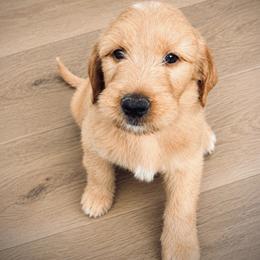 Boy 5- lime green collar - Apricot male Goldendoodle puppy in Mattawan, Michigan from Doodifuldoods