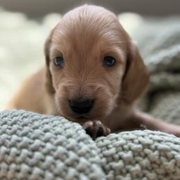 Cupcake - Cream male Dachshund puppy in Vancouver, Washington from Cascade Minis