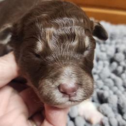 Rosie - Brown and white female Aussiedoodle puppy in Mount Clare, West Virginia from Pineview Farms Australian Shepherds