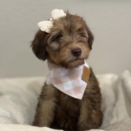 Mocha- Pink - Phantom female Bernedoodle puppy in Oak Hills, California from High Desert Doodles