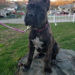 Cane Corso Puppies from Relic Cane Corso