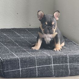 AKC Tripoint Dash - Tricolors French Bulldog puppy in Euless, Texas from Moki&Mello