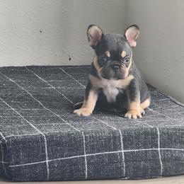 AKC Tripoint Dash - Tricolors French Bulldog puppy in Euless, Texas from Moki&Mello