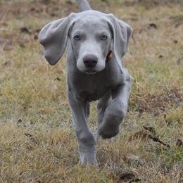 Weimaraner puppies from Beach's Weimaraners