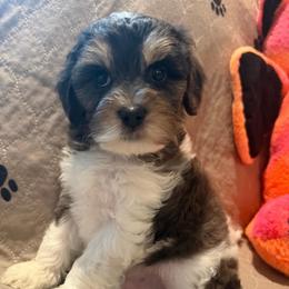 Sterling - Merle male Cavapoo puppy in San Antonio, Texas from Sage Mini Doodles