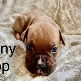 Boy 4 - Boxer puppy in Canterbury, Connecticut from Franklin’s Boxers