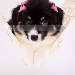 American Corgi and Pembroke Welsh Corgi Puppies from Blacktail Mountain Corgis