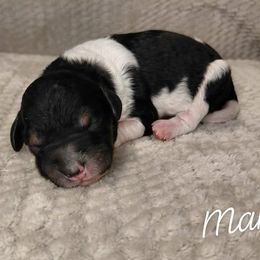 Marcus - Parti male Goldendoodle puppy in Eau Claire, Wisconsin from Fisher River Doodle's