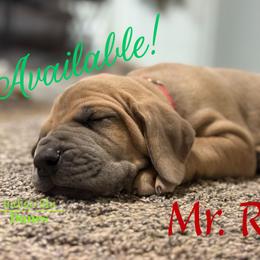Mr. Red Plaid (Red) - Fawn male Great Dane puppy in Monroe, Utah from Indigo Blu Danes