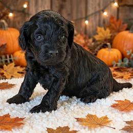 Punt - Black male Cockapoo puppy in Sparta, Missouri from Sis' Doodles & Poodles