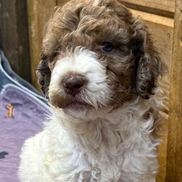 Trudy - female Newfypoo puppy in San Antonio, Texas from Mammoth Doodles