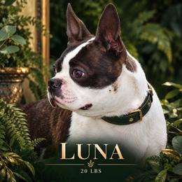 Luna - Boston Terrier
