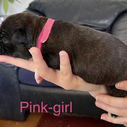 Boxer Puppies from Boxers Von Drachenburg