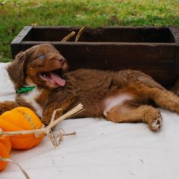 Sofie's Green Boy - 2 Blue Eyes - Red phantom male Aussiedoodle puppy in Burkesville, Kentucky from Bline’s Awesome Aussies, Aussiedoodles & Doxies at the Bline Family Farm