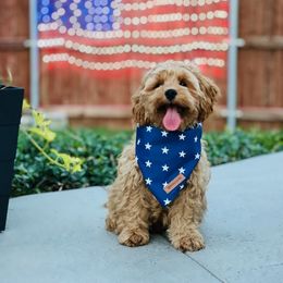 Cockapoo, Goldendoodle, and Maltipoo All Grown Up from Southern Belle Doodles