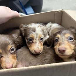 Dachshund Puppies from EntityDachs