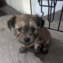 Yorkshire Terriers from Jenn's Yorkie Poo's