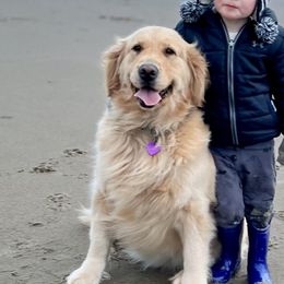 Bonnie - Golden Retriever