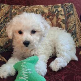Baby - White female Bichon Frise puppy in Wesley Chapel, Florida from Adorable Bichon