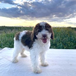 Tiramisu - Black and white male Bernedoodle puppy in Douglas, Arizona from Starry-Eyed Mini Aussies with Tails