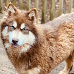 Siberian Huskies from Exotics unchained