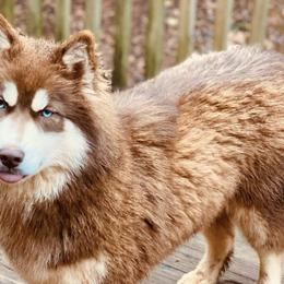 Siberian Huskies from Exotics unchained