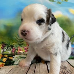 Miniature Australian Shepherd Puppies from Happy Tails, Colorado Mini Aussies