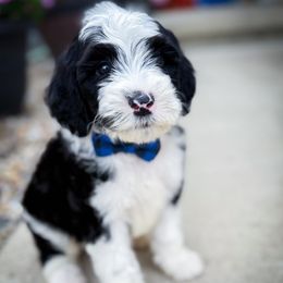 Rolly - Black and white male Sheepadoodle puppy in Marion, Ohio from Doodles & Doxies