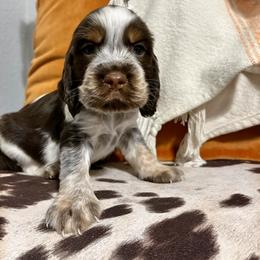 English Springer Spaniel Puppies from Southbend Springers