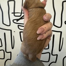 Nugget - Red male Cavapoo puppy in Linden, Michigan from Maple Drive Doodles