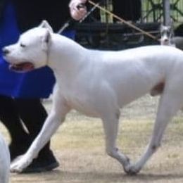 Titan - Dogo Argentino