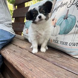 Boy 3 - White black and tan male Papillon puppy in Benton, Arkansas from Mama's Pride Poms and Paps