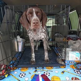 German Shorthaired Pointer All Grown Up from Majestik Kennels
