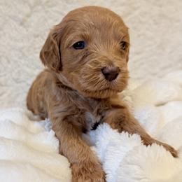 Pumpkin--Pink Girl - Red  female Goldendoodle puppy in Twin Falls, Idaho from Magic Valley Family Doodles