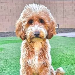 Huxley - Goldendoodle