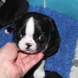 Boston Terrier Puppies from J-Orin