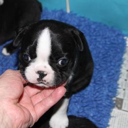 Boston Terrier Puppies from J-Orin