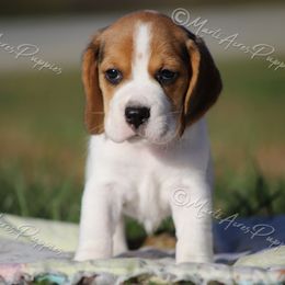 AKC 'Sugar' - Black tan and white female Beagle puppy in Lamar, Missouri from Marti Acres ~ Boston Terrier & Beagles