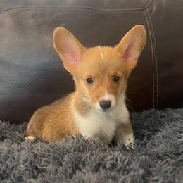 WM M3 - Red male Pembroke Welsh Corgi puppy in Stockton, Iowa from Infinity Corgis