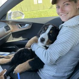 Bernese Mountain Dog Puppies from Lonesome Pine Farm