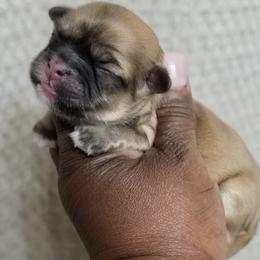 Shih Tzu puppies from My Precious Paws – Shih Tzu