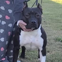 American Bullies from MDK/SB